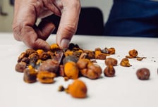 "뇌졸중 특효" 중국서 싹쓸이…금값 2배 폭등한 '소 담석', 효과는?