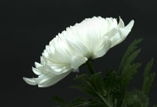 '난소암 투병' 유고운 PD, 45세로 별세…산재 소송중 '비보'