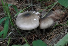 야생 버섯 먹고 4명 구토·복통…사람 잡는 독버섯 '구별법'