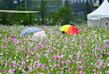 [오늘 날씨] 추석 귀경길 전국 빗줄기…최고 60mm