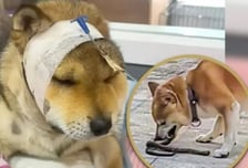 독사에 물려도 끝까지 포기 안 해…목숨 걸고 주인 지킨 시바견