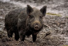 추석날 부산 도심에 멧돼지 출몰…상점 들이받고 차량과 충돌
