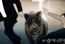 함안 주택가 출몰 멧돼지, 행인 공격…시민 헬멧에 맞아 죽었다