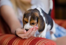 "찌르고 킁킁" 반려견 후각으로 암 찾는 스타트업…美서  뭉칫돈