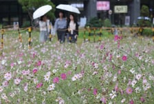 [내일 날씨] '연휴 끝' 월요일, 전국 가을비…시간당 20㎜ 쏟아져
