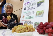 '귀족 과일' 샤인머스켓 대체할까…포도 신품종 3종 보급 박차