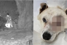 '비비탄 난사' 반려견 죽인 해병들…"징계없이 군복무, 곧 전역"