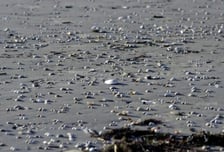 화성에서 갯벌 체험하다 고립…소방, 헬기 동원해 구조