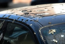 '새똥 테러' 타깃되는 차량 색·브랜드 있다?…美 조사 '깜짝' 결과