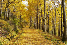 2분 만에 매진됐던 에버랜드 은행나무숲…다음달 7일부터 공개