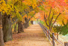 가평군, 옛 중앙내수면연구소 단풍길 16일간 개방