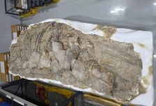 신생대 바다 누비던 고래, 포항 땅속 발견…"매우 희귀" 천연기념물 예고