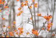 감나무가 휑…8000개 대봉감, 수확 직전 몽땅 사라졌다