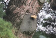 "국가 위기 때 울음소리" 600년 된 거창 당송나무…5년 만에 송이 피웠다