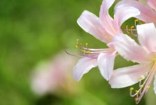 "암세포 빨리 죽었다"…항암제에 식물 성분 섞었더니 '깜짝 효과'