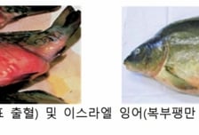 장내 괴사·출혈 발생 바이러스 막는다…수산생물 전염병 도상훈련 실시