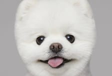 1년전 사라진 'SNS 스타견' 뒤늦게 알려진 비보…"기절 후 못 깨어나"