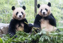 6만명 다녀간 에버랜드 '판다 세컨하우스'…인형 6000개 팔렸다