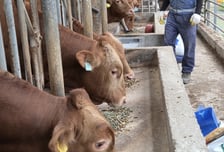 강진군, 차별화된 송아지 사양 관리 축산농가 소득 높인다