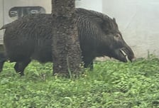 "멧돼지, 아이한테 달려들었다" 아찔…포항 아파트에 한 마리 출몰