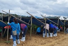 노랑풍선, 미식+여행 연계한 'K-미식벨트 금산인삼 미식투어' 상품 공개