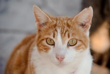 "고양이 몸에 화살 꽂혀 있다" 양평서 끔찍한 짓…용의자 추적 중