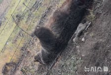 곰과 '맞짱' 뜬 63세 전직 복서…"귀 물어 뜯고 버텨" 최후의 승자는?