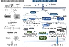 전남대 치의학전문대학원, 면역 단백질로 골질환 새 치료법 제시