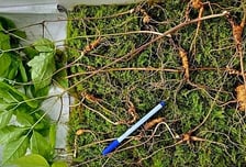 감정가 '억' 소리 나네…지리산서 천종산삼 24뿌리 무더기 발견