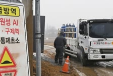 광주 기러기 농장에서 고병원성 AI 발생…위기경보 '주의'→'심각'