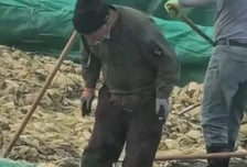 담배 태우며 침 '찍찍'…중국 '재떨이 배추'에 분노