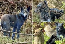 '최악의 원전 사고' 체르노빌 폐허에서 '푸른 들개' 미스터리