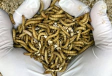 "맛있고 닭고기보다 싸다"…돈 아끼려 '이 벌레' 먹는 중국 청년들