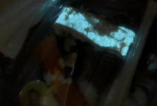 "절대 먹지 마세요" 푸른빛 나는 '야광초밥' 뭐길래…발칵 뒤집힌 태국