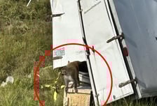 '바이러스 감염' 실험실 원숭이 대탈출…3마리 실종에 미국 비상