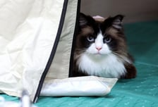 이웃집 고양이에 화살 쏴 몸통 관통시킨 50대 남성 체포