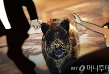 충주 아파트 단지에 나타난 멧돼지 4마리…3마리 추적 중