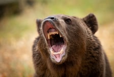 사망자 12명 '역대 최다'…곰 습격에 일본 자위대까지 투입