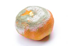 귤에 핀 곰팡이 우습게 보다간…비염·천식 키우고 신장·간 손상까지