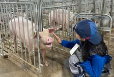 화마 딛고 우뚝 선 '스마트 돼지농장'…농협은행이 되살린 후계농의 꿈 [르포]