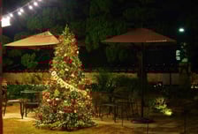 '크리스마스 트리' 인증샷 명소로 변한 스타벅스..."연말분위기 만끽"