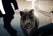 멧돼지로 착각해 동료에 총격…전남 여수서 70대 '오발 사고' 사망