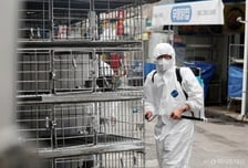 경기 화성 육용종계 농장서 H5형 AI 항원 검출…고병원성 여부 정밀검사