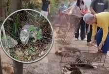 고양이 1100마리, 저수지에 빠져 '허우적'…중국 또 '방생참사'