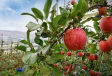 KB인베, 국내 과일 산업에 100억 투자…농가 상생 모델 구축 나서