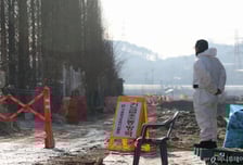 경기 화성 육용종계 농장서 고병원성 AI 발생…전국 농장 300호 특별점검