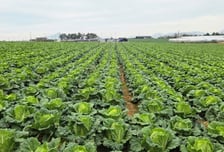 aT, 김장철 배추 가격 안정 위해 가을배추 2000톤 수매