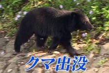 일본 여행 중 곰 마주치면…전문가 "이 자세만 취해도 중상 피한다"