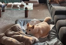 이효리♥이상순, 평창동 60억원 집 보니…반려견들과 편안한 일상