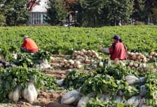 가을장마에 배춧값 '껑충'…올 김장비, 시장 33만8500원 vs 마트 40만4280원